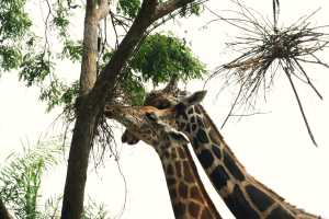 SINGAPORE ZOO (386)